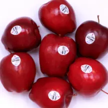 APPLE RED DELICIOUS  20 CT