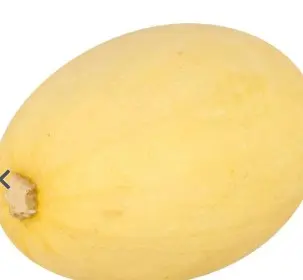 SQUASH SPAGHETTI  1/1 BU